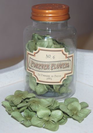 Hydrangeavert